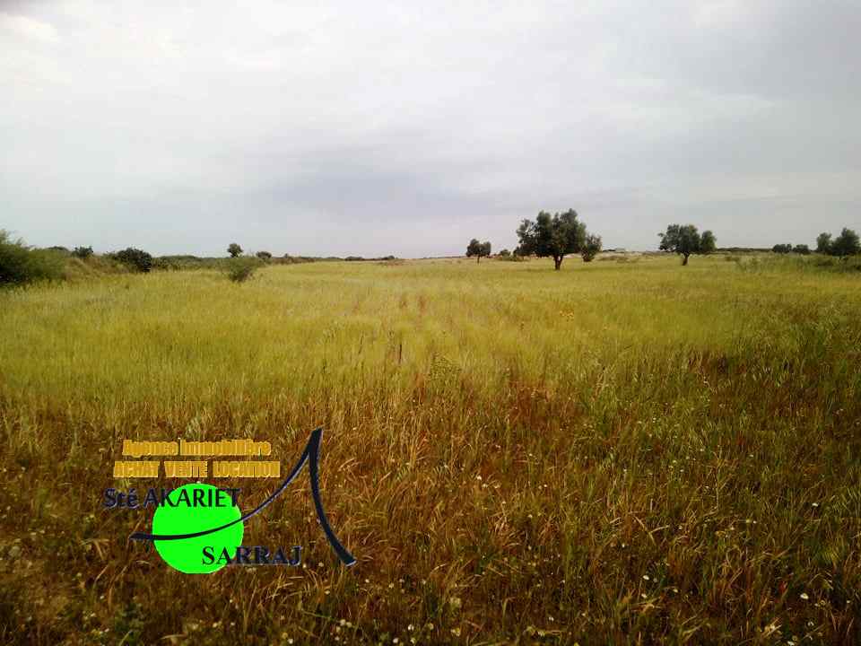 Sidi Bou Ali Sidi Bou Ali Terrain Terrain agricole 9 hectares et 3100m  swayeh sidi bouali