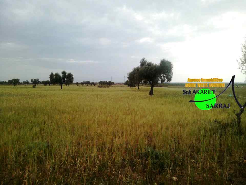 Sidi Bou Ali Sidi Bou Ali Terrain Terrain agricole 9 hectares et 3100m  swayeh sidi bouali