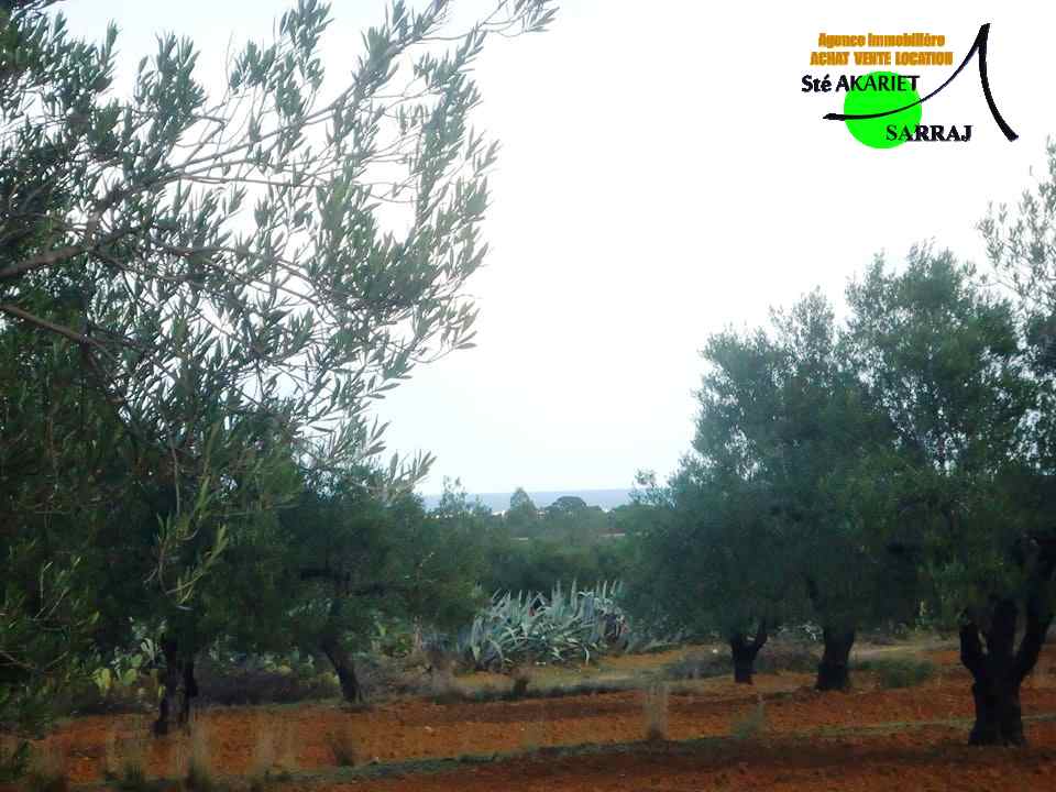 Akouda Chatt Meriem Terrain Terrain agricole Terrain agricole 5600m vue de mer  fokaia