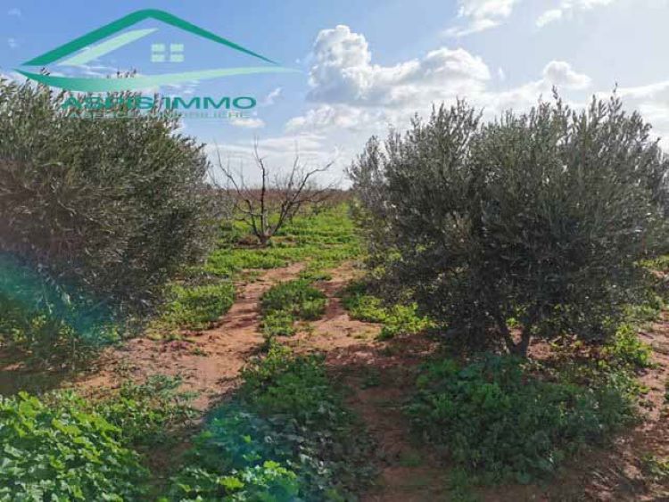 Menzel Temime Lebna Terrain Terrain agricole Vt141ferme 10 hectares route principale libna