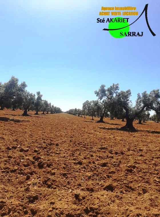 Kalaa El Kebira Belaoum Terrain Terrain agricole Terrain agricole 25970m  kalaa kebira baloum