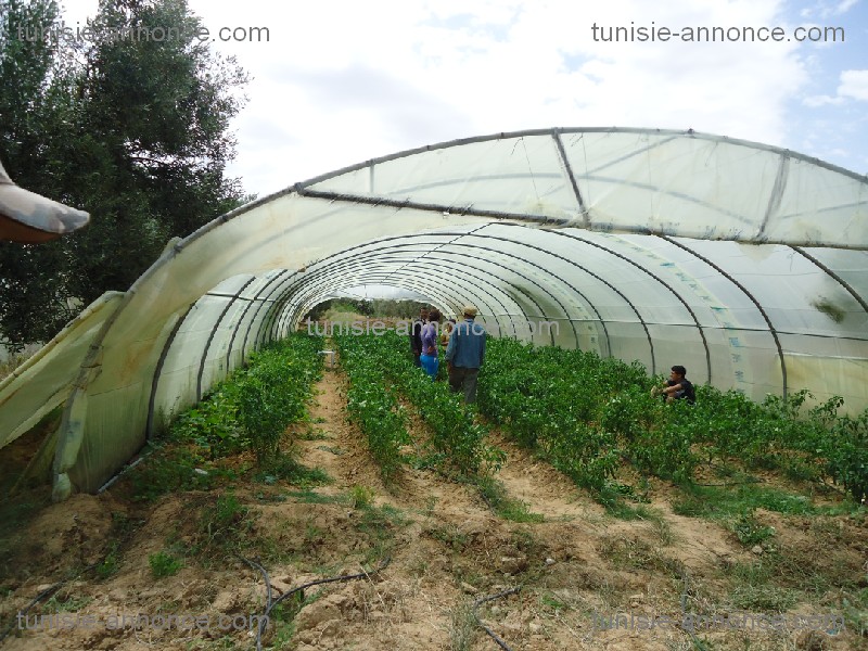 Kalaa Essghira Kalaa Essghira Terrain Terrain agricole Terrain  agricole kalaa essghira