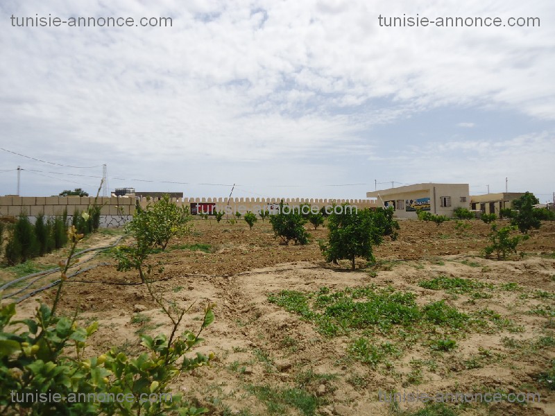 Kalaa Essghira Kalaa Essghira Terrain Terrain agricole Terrain  agricole kalaa essghira