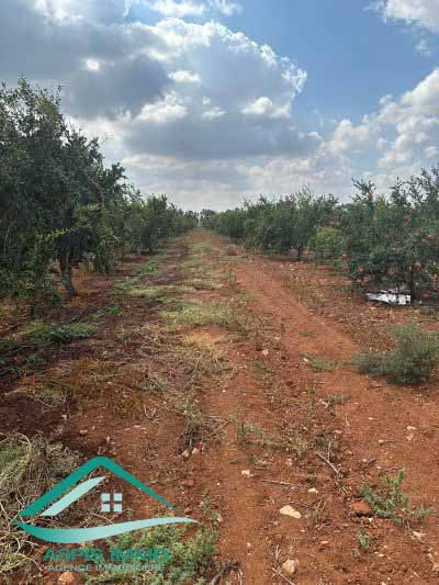 Menzel Temime Lebna Vente Surfaces Ferme 10 hectares sur la route principale  libna
