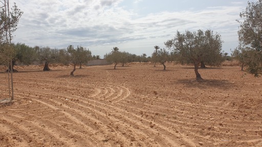 Djerba - Midoun El May Terrain Terrain agricole Terrain 2 658 m2 el may  djerba  en 1 er position