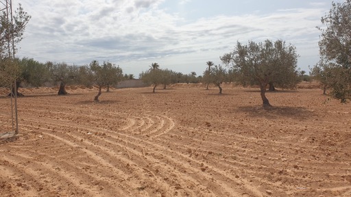 Djerba - Houmet Essouk Djerba  Terrain Terrain agricole Terrain 2730 m el may  djerba  en 1 er position