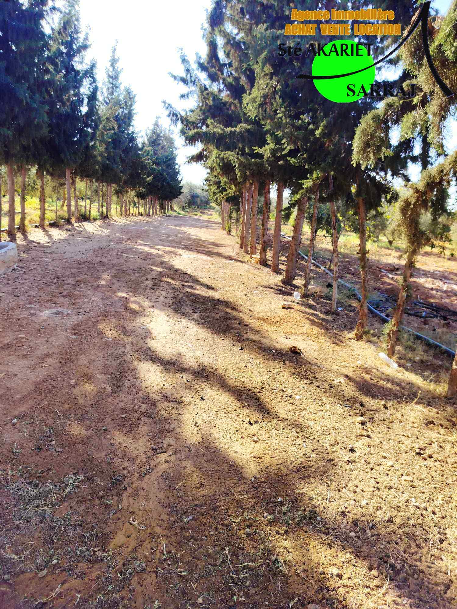 Sidi Bou Ali Sidi Bou Ali Terrain Terrain agricole Senia clotur 1hectares et 6000m  sidi bouali