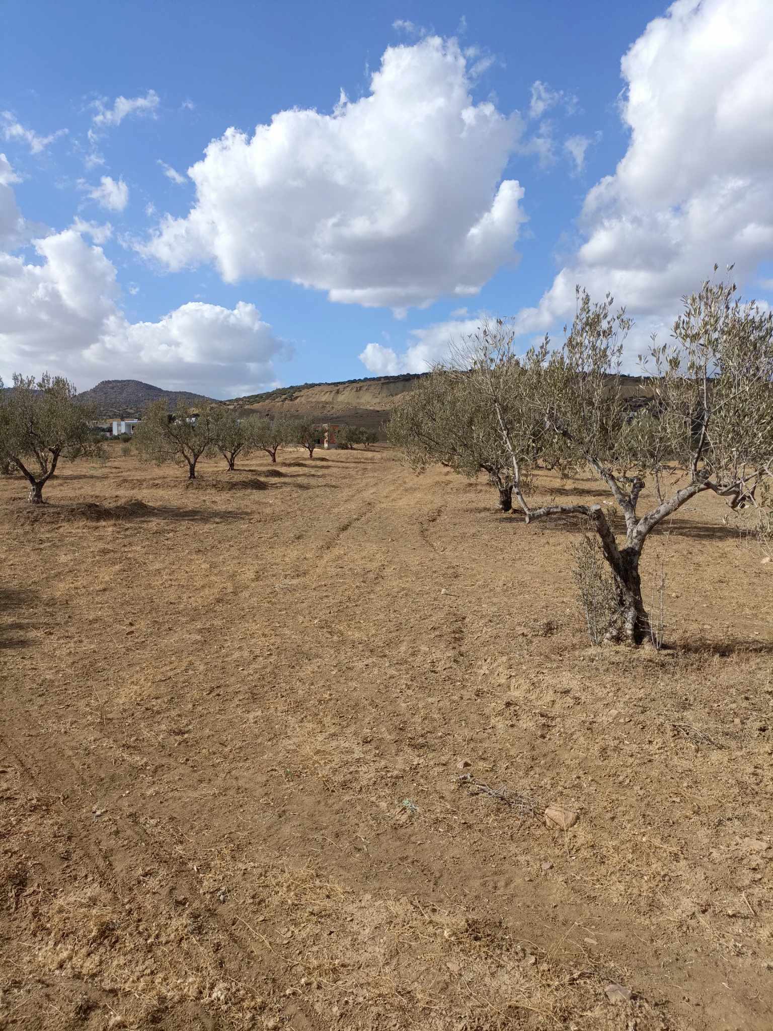 Hammamet Hammamet Terrain Terrain nu Bonne occasion 2000m sur route zaghouan hammamet