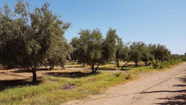 Sidi Bou Ali Sidi Bou Ali Vente Surfaces Terrain bonne affaire