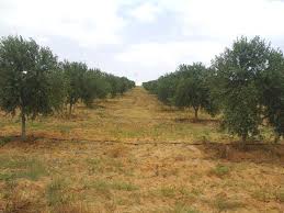 Sidi Bou Ali Sidi Bou Ali Terrain Terrain agricole Terrain sidi bouali