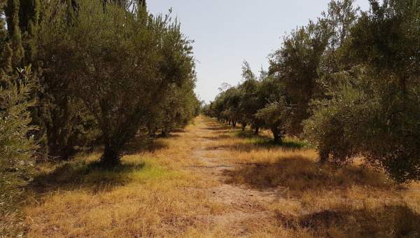 Sidi Bou Ali Sidi Bou Ali Terrain Terrain agricole Terrain sidi bouali