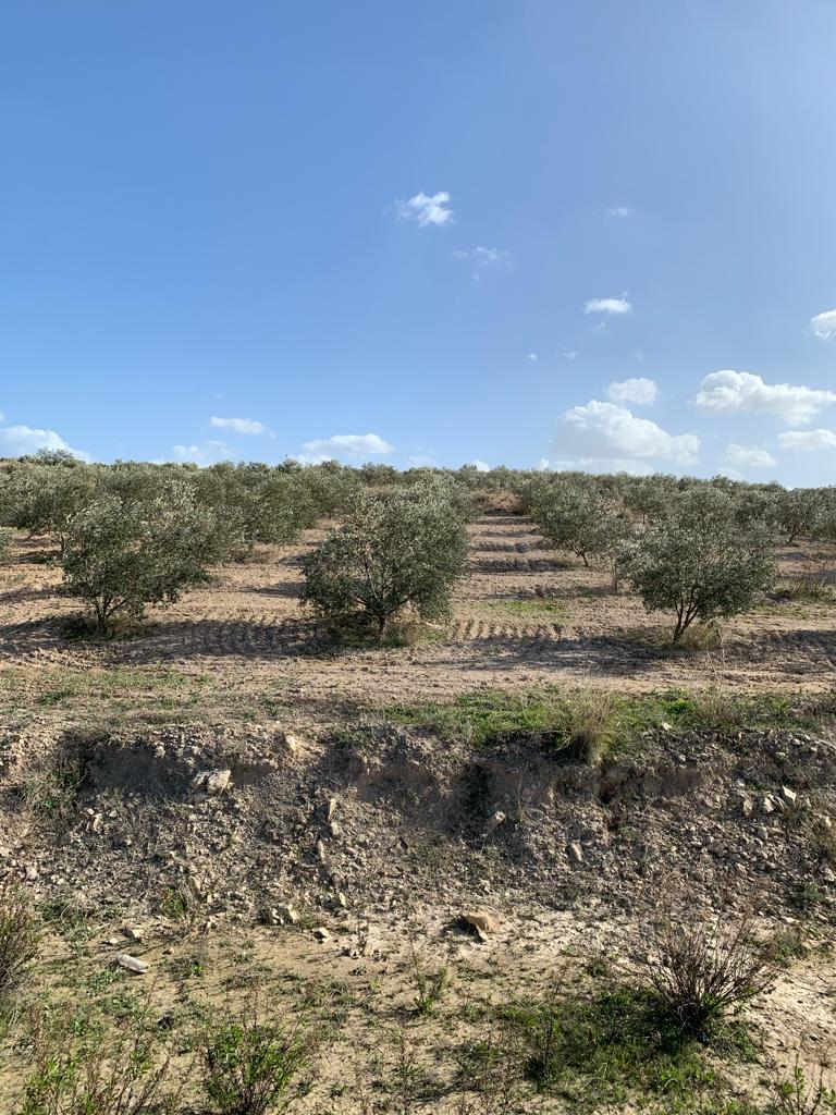 Bir Mcherga Bir Mcherga Terrain Terrain agricole Socit agricole de 32 h olive