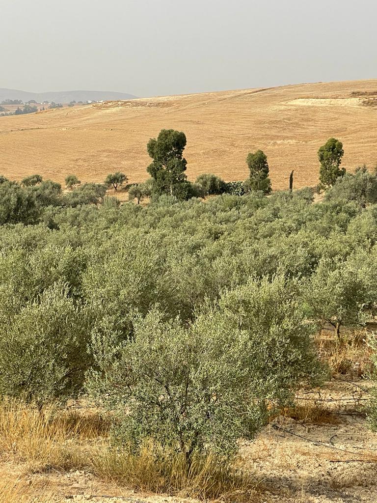 Bir Mcherga Bir Mcherga Terrain Terrain agricole Socit agricole de 32 h olive