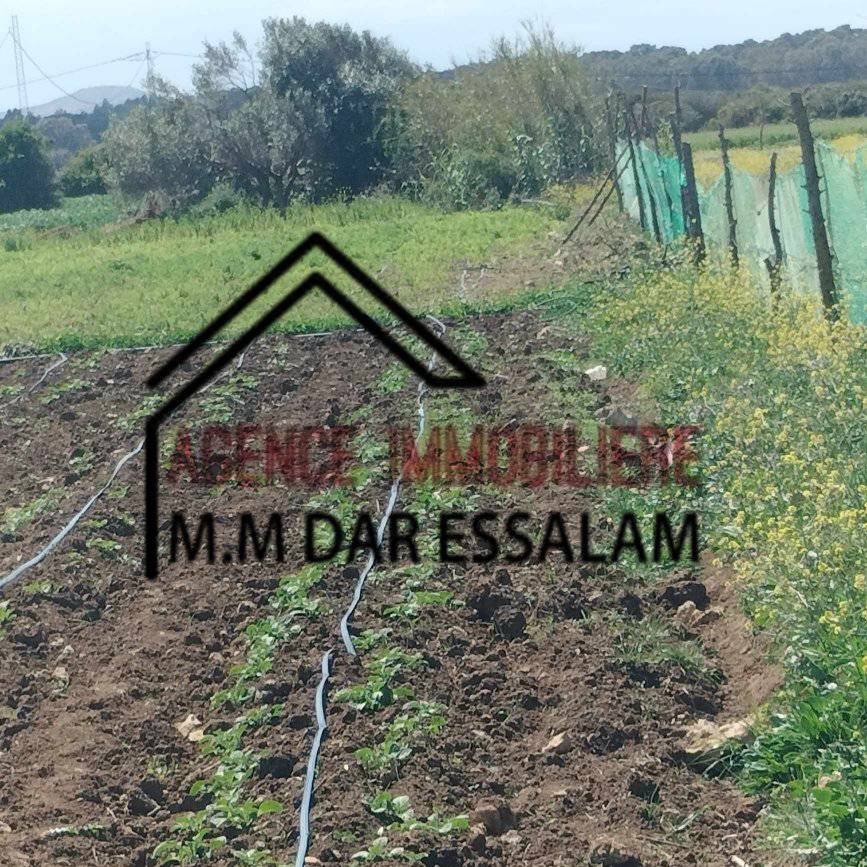 Kelibia Dar Chichou Vente Surfaces Terrain agricole prs de dar allouche