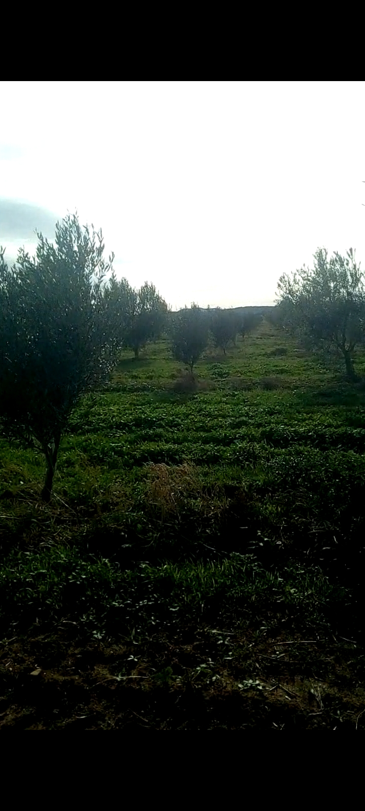 El Fahs El Fahs Terrain Terrain agricole 140 hectares a fahes