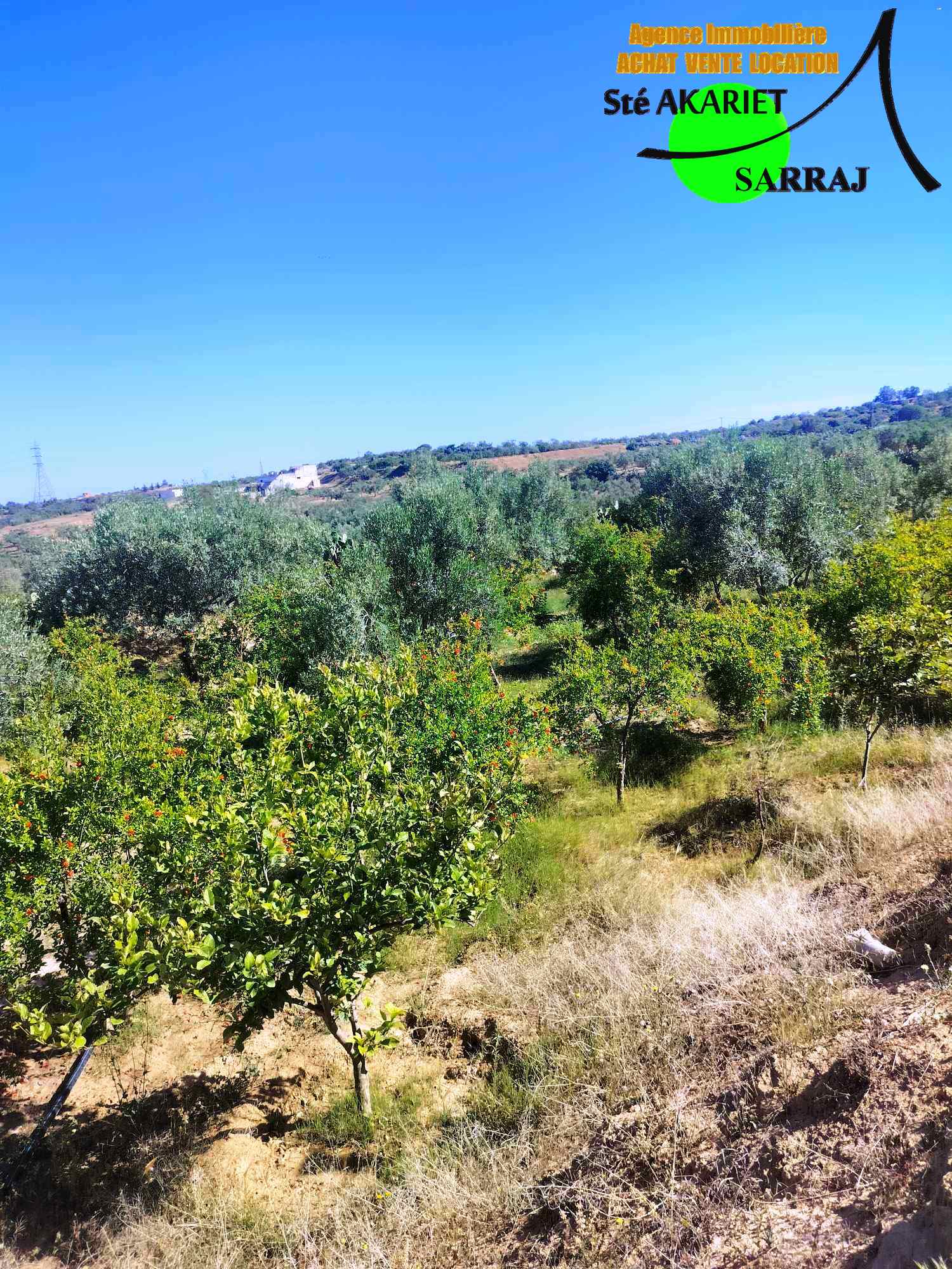 Kalaa El Kebira Kalaa El Kebira Terrain Terrain agricole Senya 2 hectares  kalaa kebira vers el henya