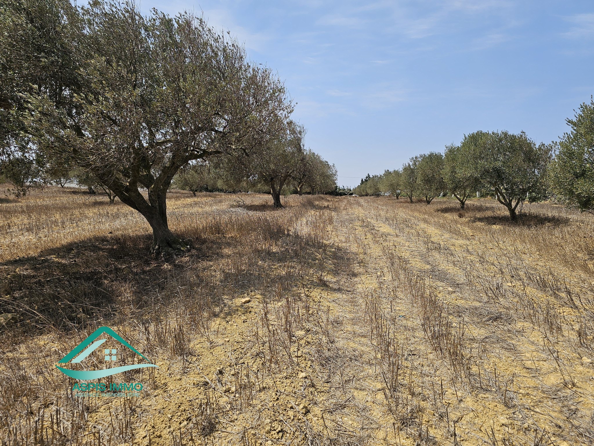 Kelibia Azmour Vente Surfaces Terrain agricole 10 000 m2  kelibia