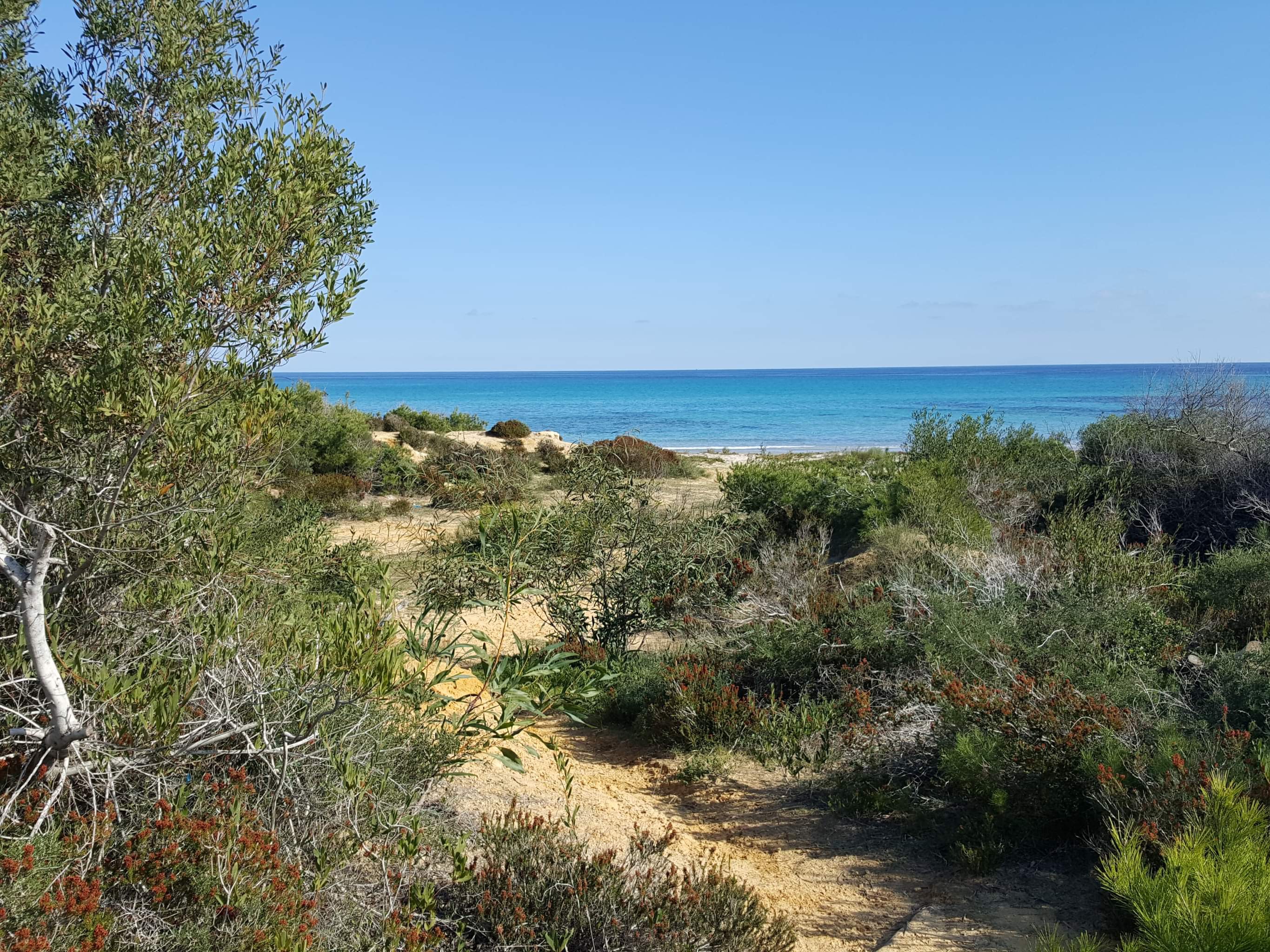 Kelibia Dar Allouche Terrain Terrain agricole 1000 metre carre