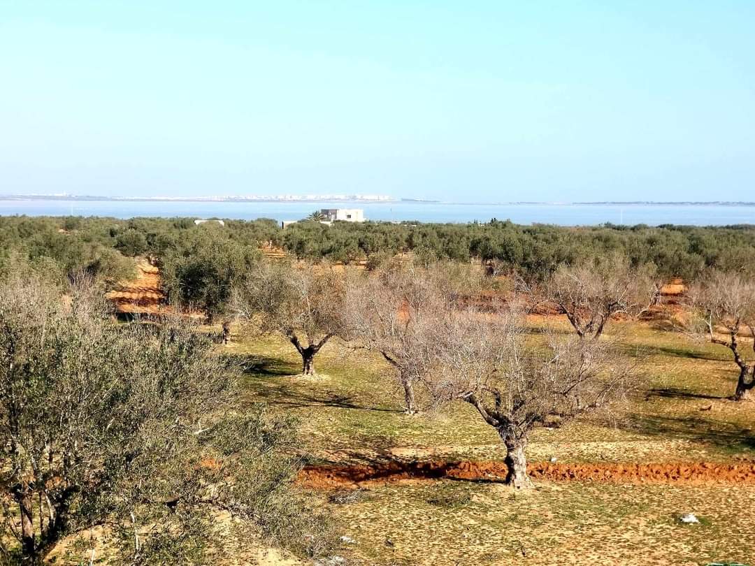 Akouda Chatt Meriem Terrain Terrain agricole Terrain de 291m2  chatt mariem sousse