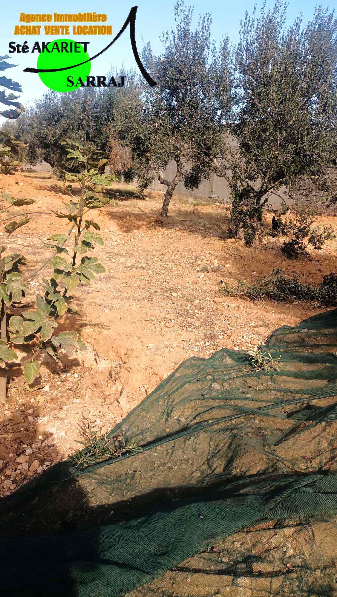 Akouda Chatt Meriem Terrain Terrain agricole Terrain clotur 4100m devant zine bledi tantana