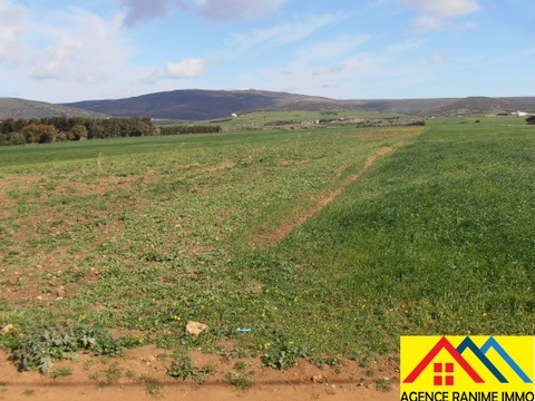 El Haouaria Ferjoun Terrain Terrain agricole Terrain agricole 1h et 500m2 a el haouaria cap bon