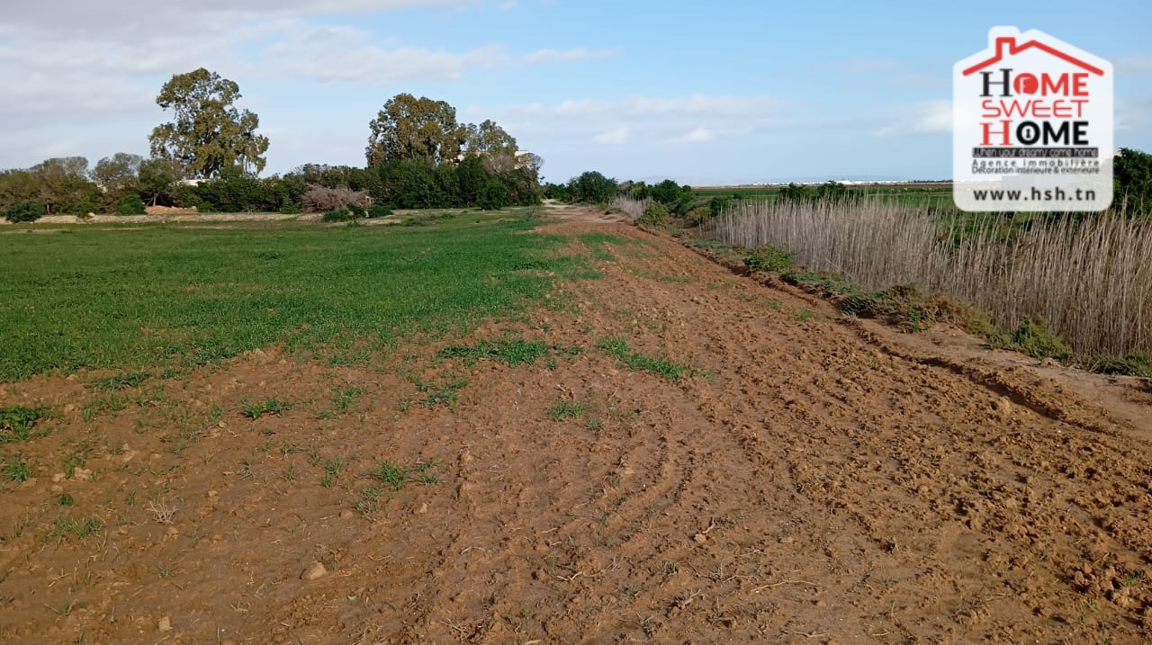 Raoued Raoued Terrain Terrain nu Terrain habitation amarilys  raoued