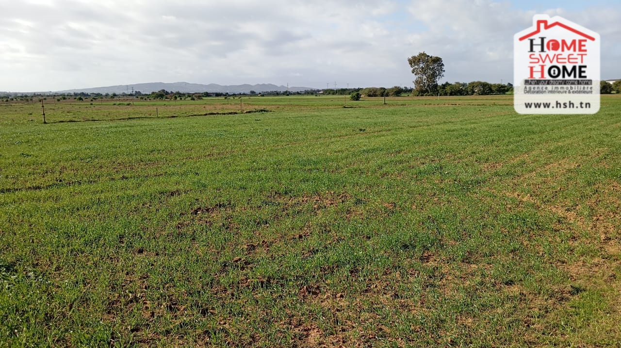 Raoued Raoued Terrain Terrain nu Terrain habitation amarilys  raoued