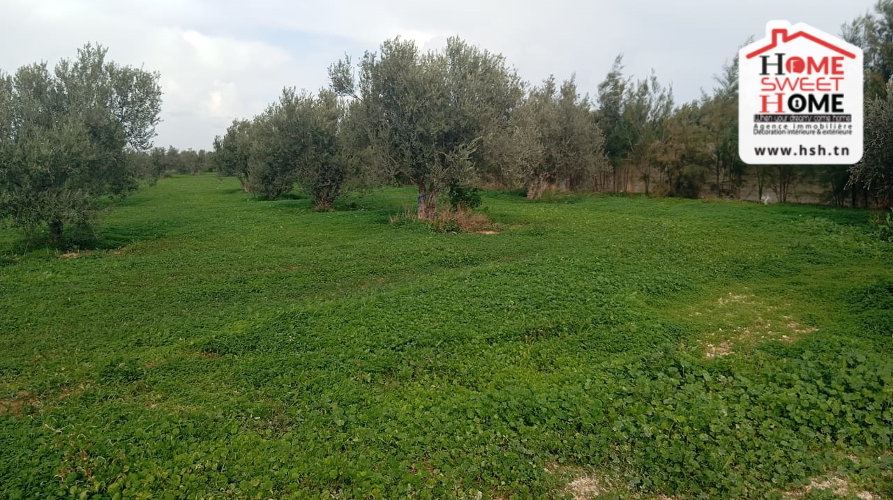 Raoued Borj Touil Terrain Terrain nu Terrain habitation orlia  borj touil