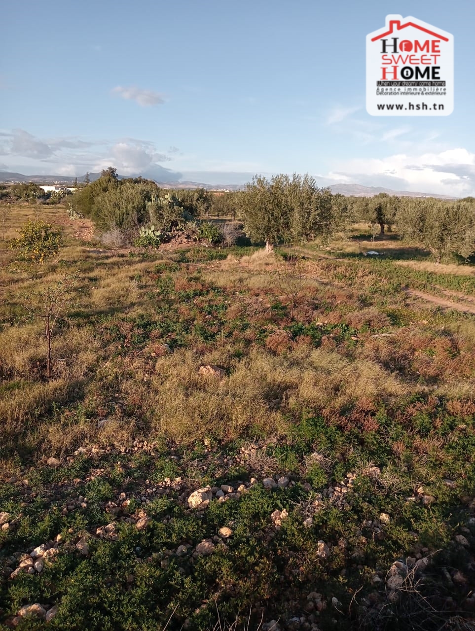 Zaghouan Zaghouan Terrain Terrain agricole Terrain agricole erraja  zaghouan