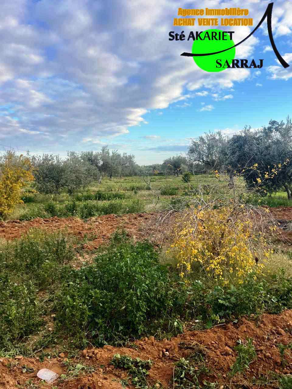 Kalaa El Kebira Kalaa El Kebira Terrain Terrain agricole Senia cltur entre kalaa kbira et kalaa sghira
