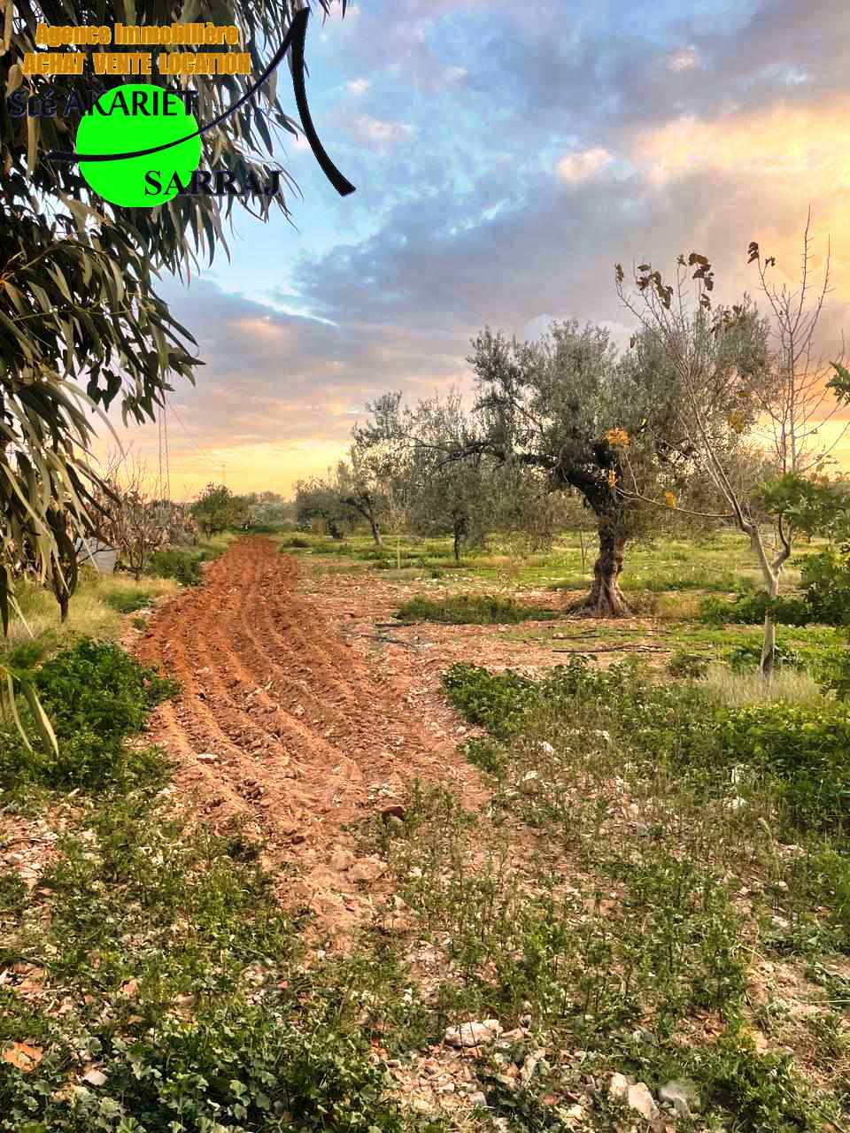 Kalaa El Kebira Kalaa El Kebira Terrain Terrain agricole Senia cltur entre kalaa kbira et kalaa sghira