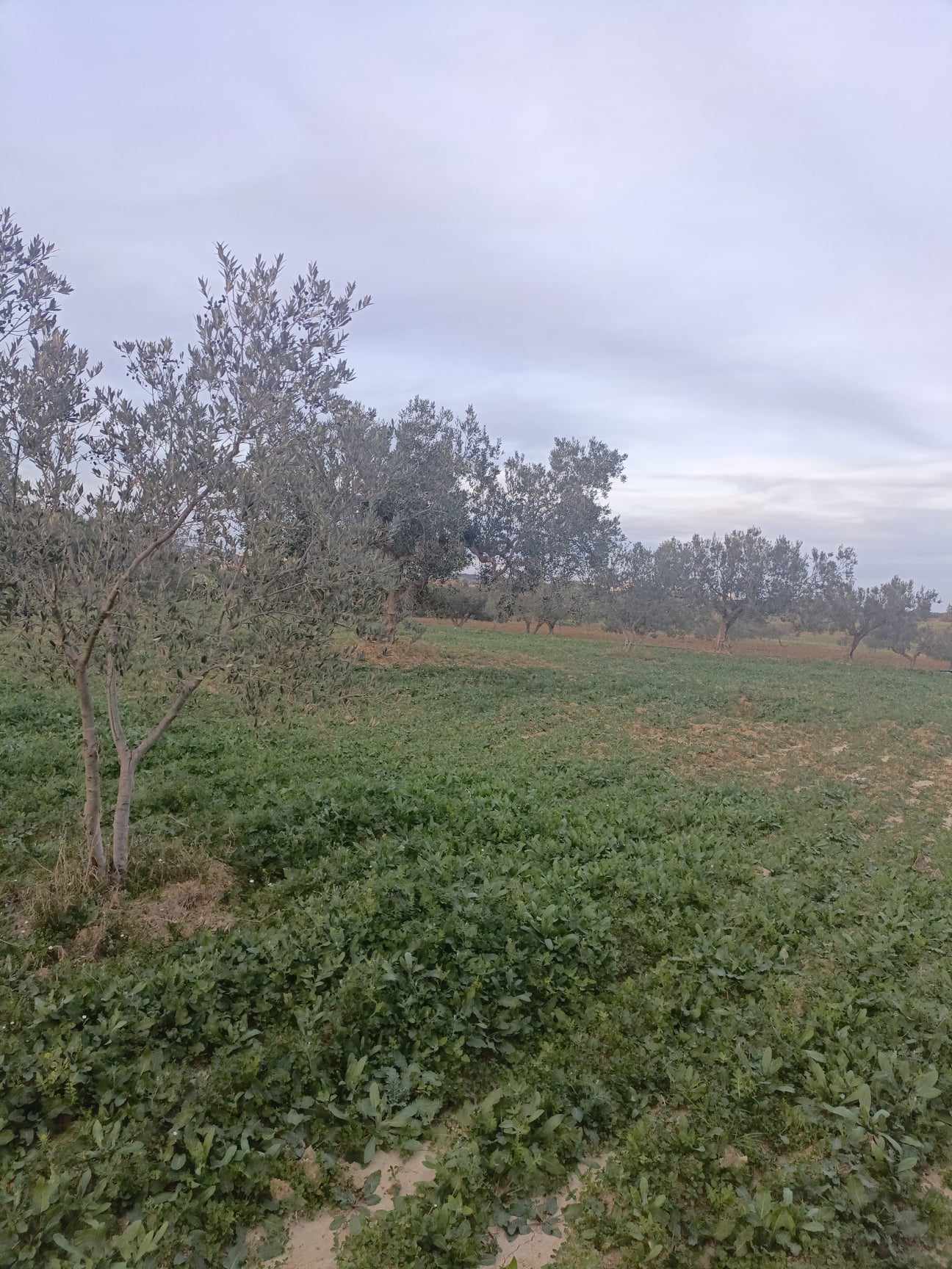 Hammamet Hammamet Terrain Terrain agricole Av 2800m avec oliviers  hammamet sud