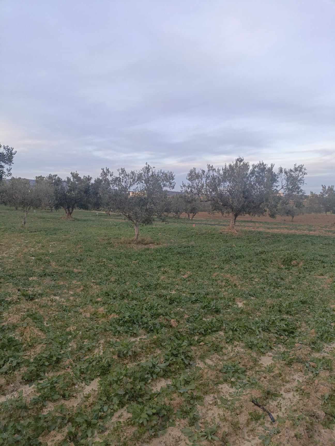 Hammamet Hammamet Terrain Terrain agricole Av 2800m avec oliviers  hammamet sud