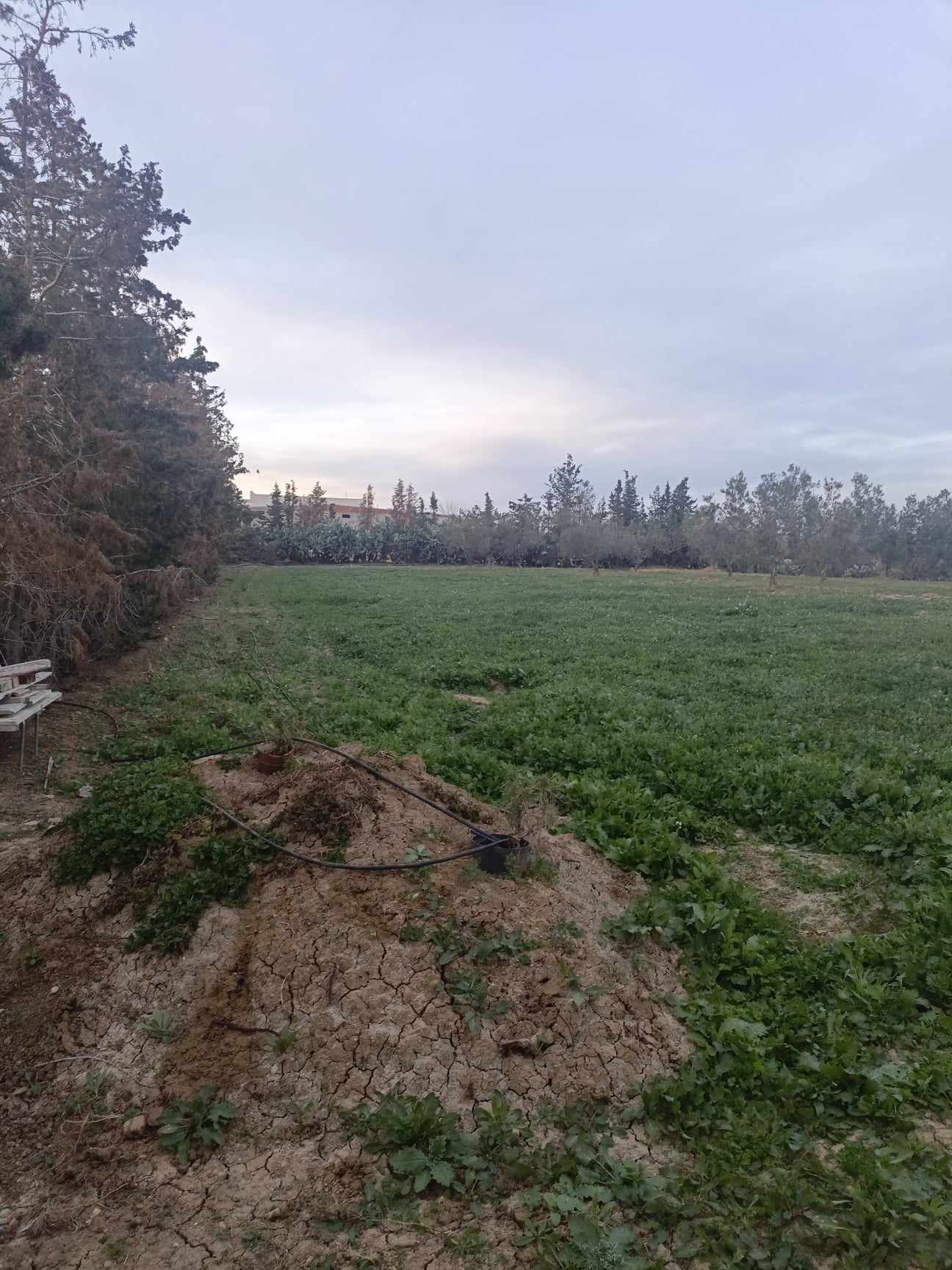 Hammamet Hammamet Terrain Terrain agricole Av 2800m avec oliviers  hammamet sud