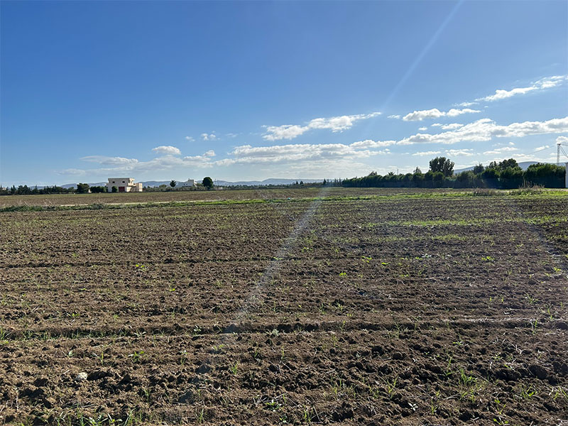 Sidi Thabet Chorfech Terrain Terrain agricole Terrain agricole  chorfech sidi thabet