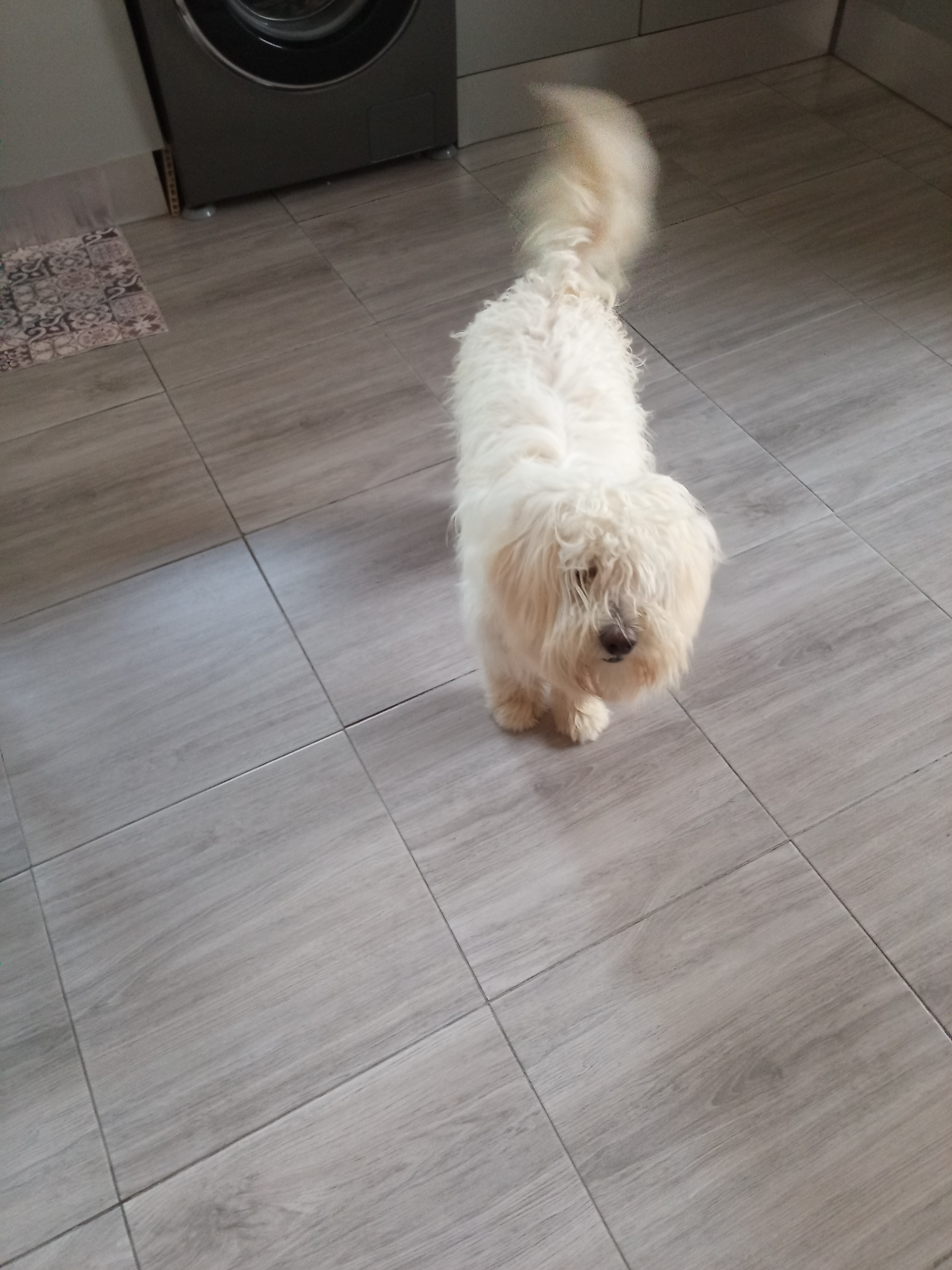 Le Bardo Le Bardo Chiens Autre Bichon maltais