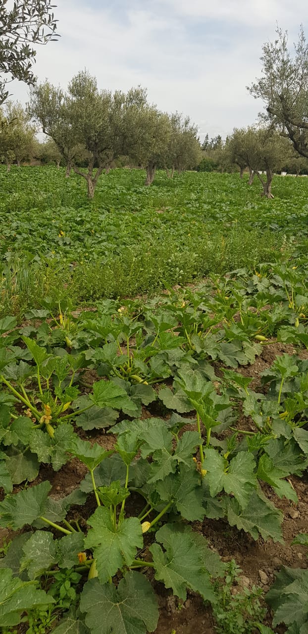 Soliman El Marja Terrain Terrain agricole Superbe senia en plein activit