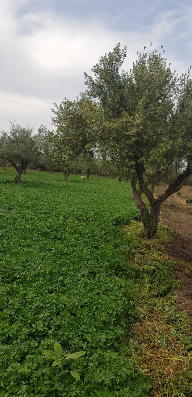 Soliman El Marja Terrain Terrain agricole Superbe senia en plein activit