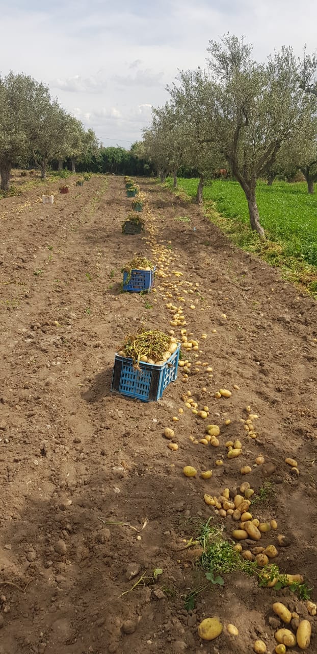Soliman El Marja Terrain Terrain agricole Superbe senia en plein activit