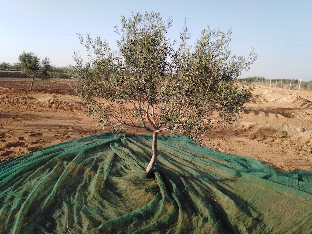 Agareb Merkez Sghar Terrain Terrain agricole Terrain agricole