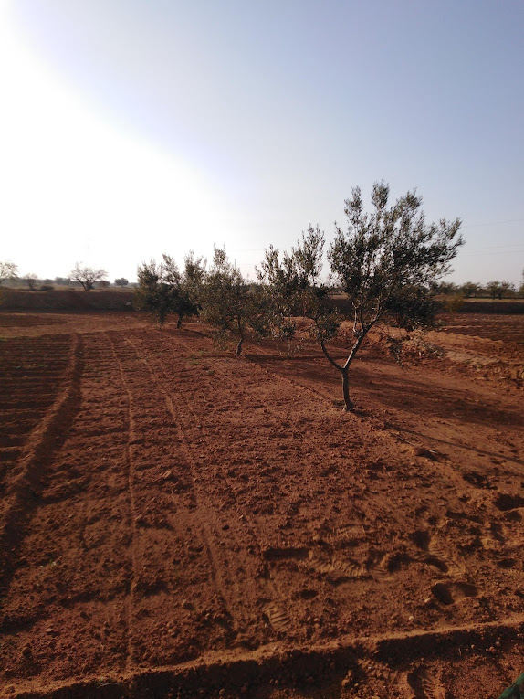 Agareb Merkez Sghar Terrain Terrain agricole Terrain agricole