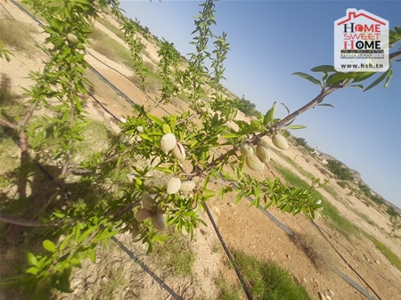 Sidi Aich Sidi Aich Terrain Terrain nu Terrain agricole  salazar  sidi aich