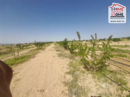 Sidi Aich Sidi Aich Terrain Terrain nu Terrain agricole  salazar  sidi aich