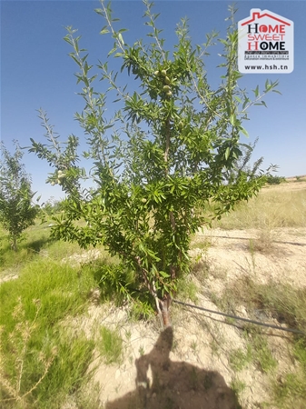 Sidi Aich Sidi Aich Terrain Terrain nu Terrain agricole  salazar  sidi aich