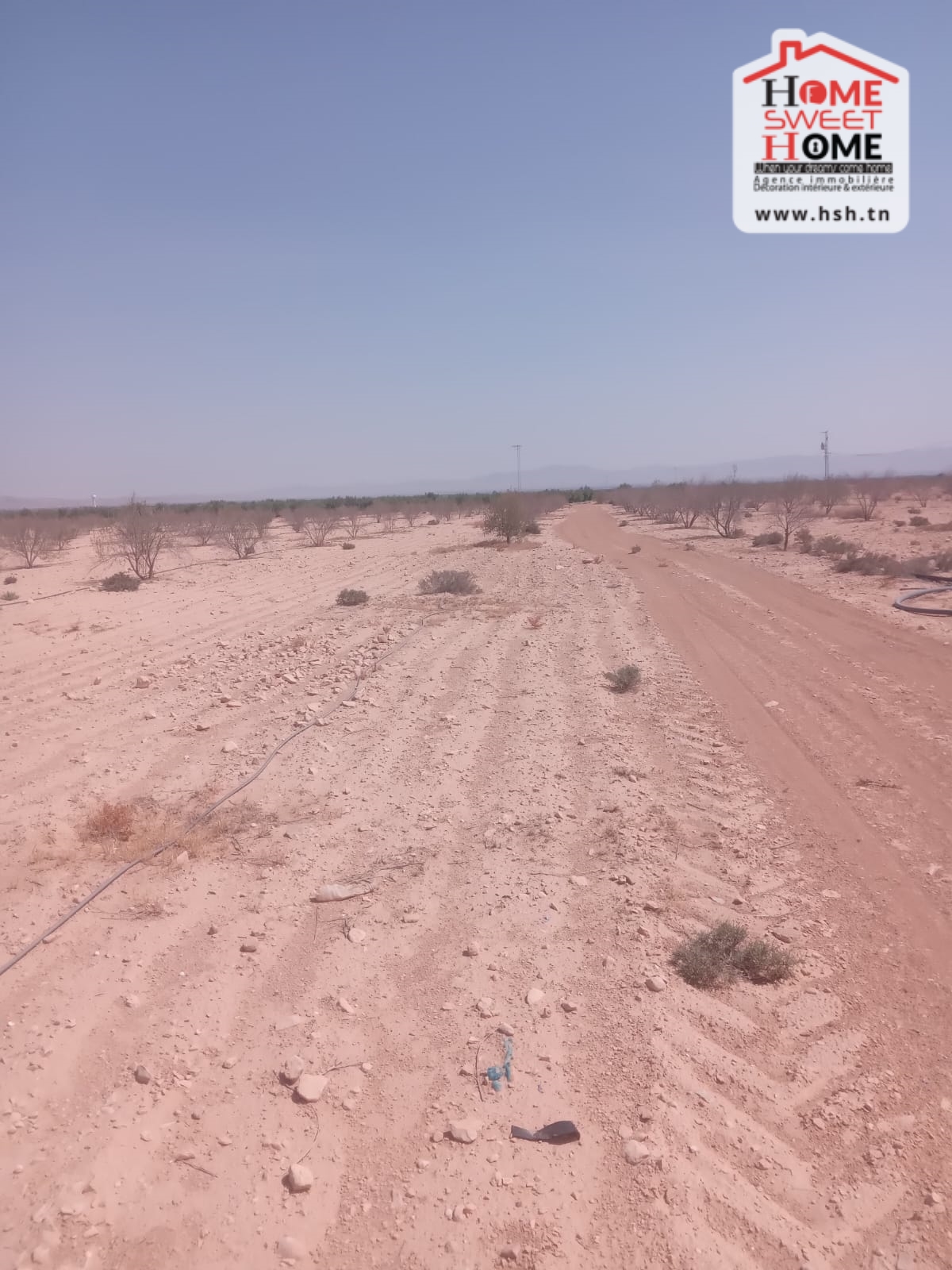 Gafsa Nord Echabiba Terrain Terrain agricole Terrain agricole pinova  gafsa