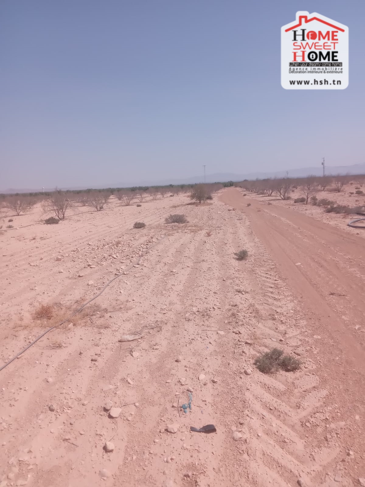 Gafsa Nord Echabiba Terrain Terrain agricole Terrain agricole pinova  gafsa