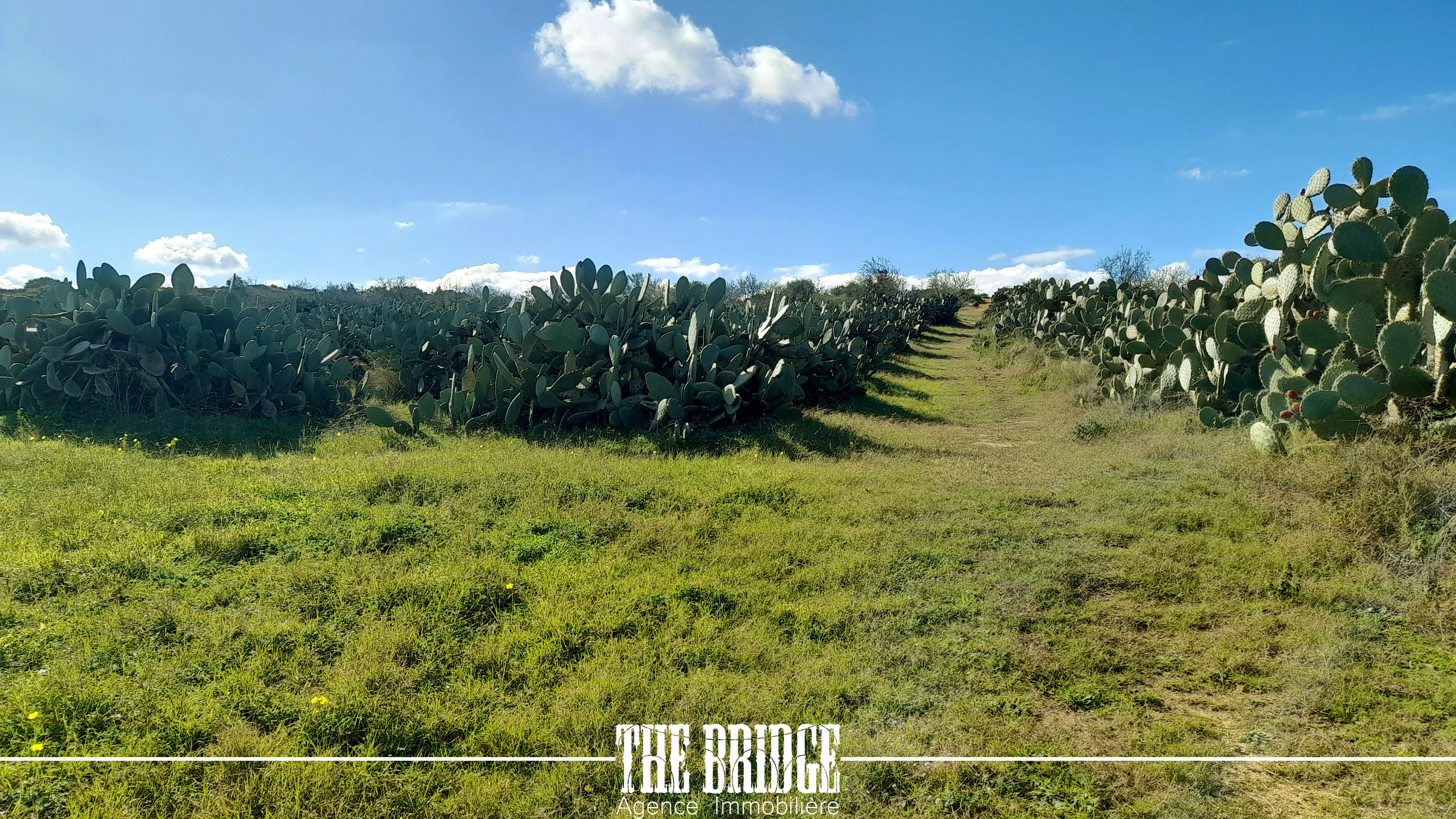 Bou Argoub Bousehem Terrain Terrain agricole 4 hectares  boussham bouargoub