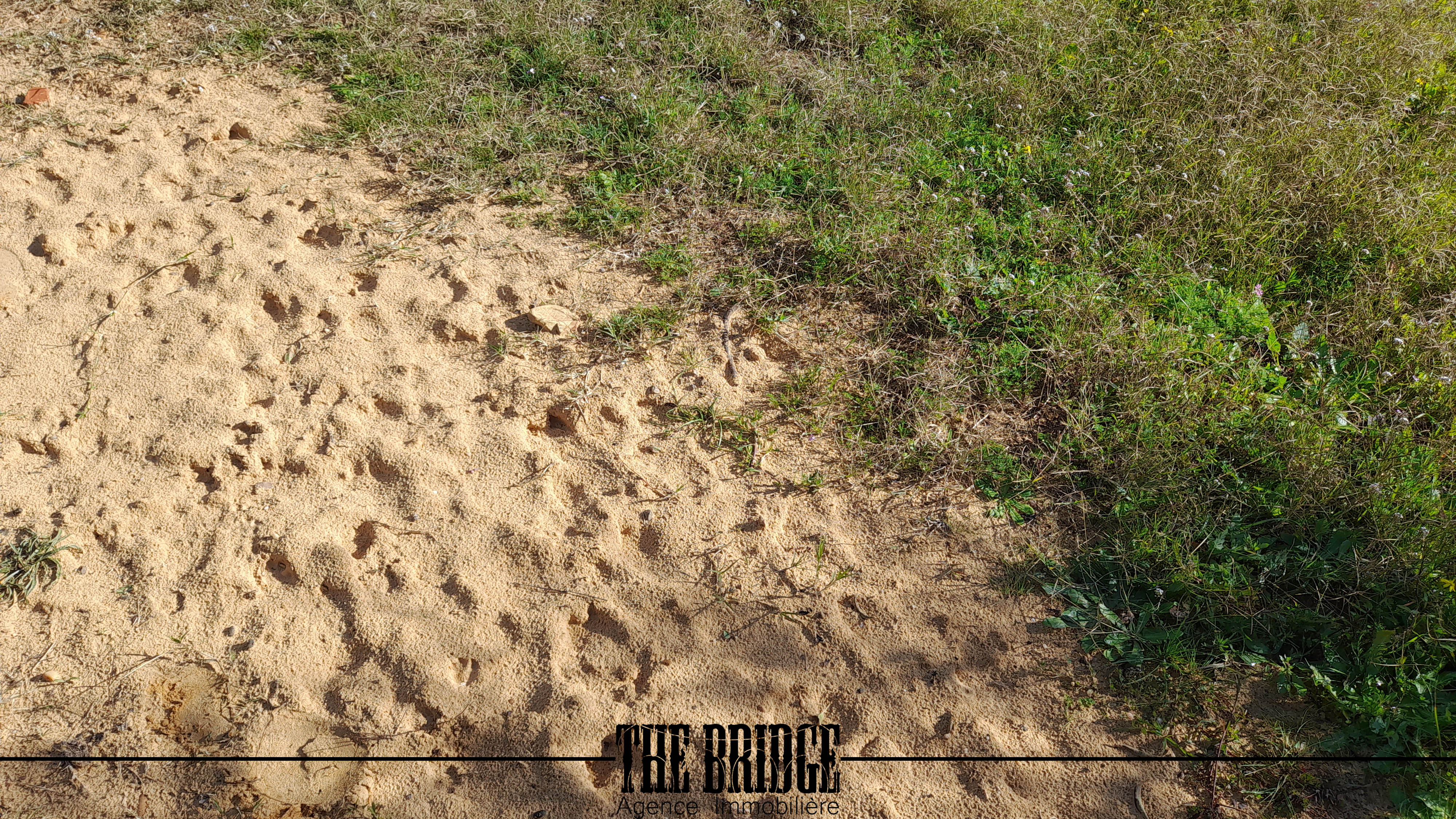 Bou Argoub Bousehem Terrain Terrain agricole 4 hectares  boussham bouargoub