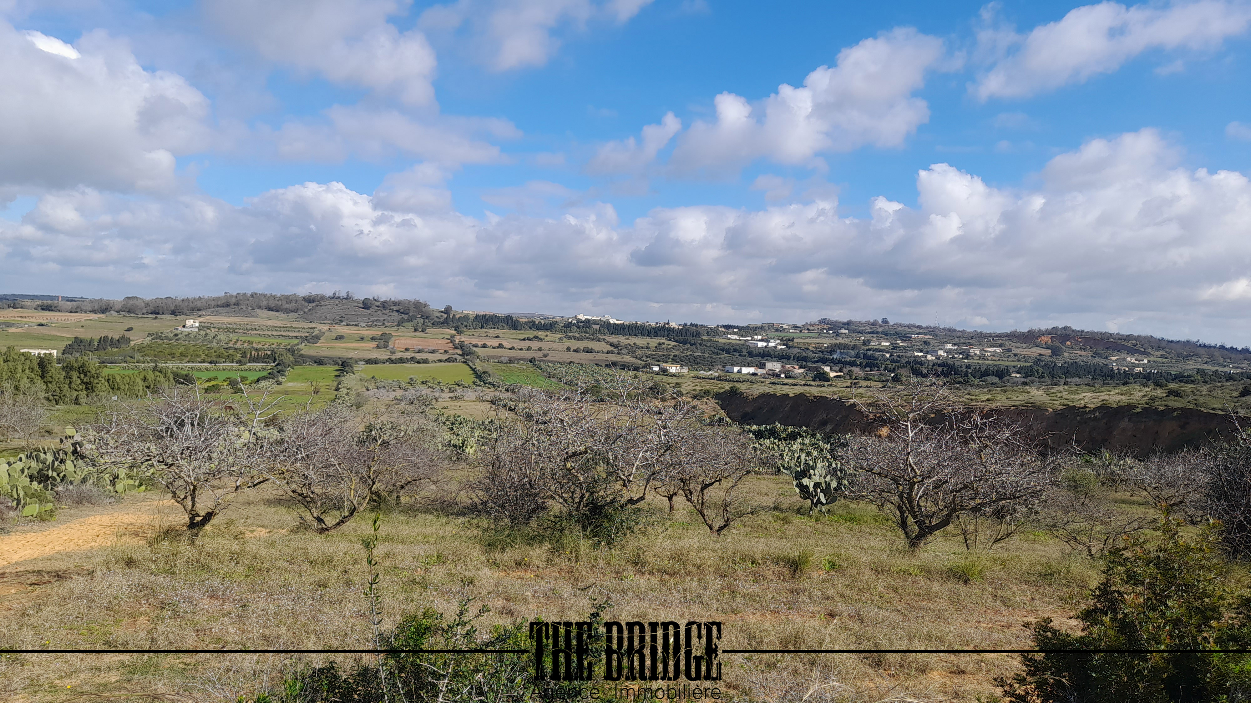 Bou Argoub Bousehem Terrain Terrain agricole 4 hectares  boussham bouargoub