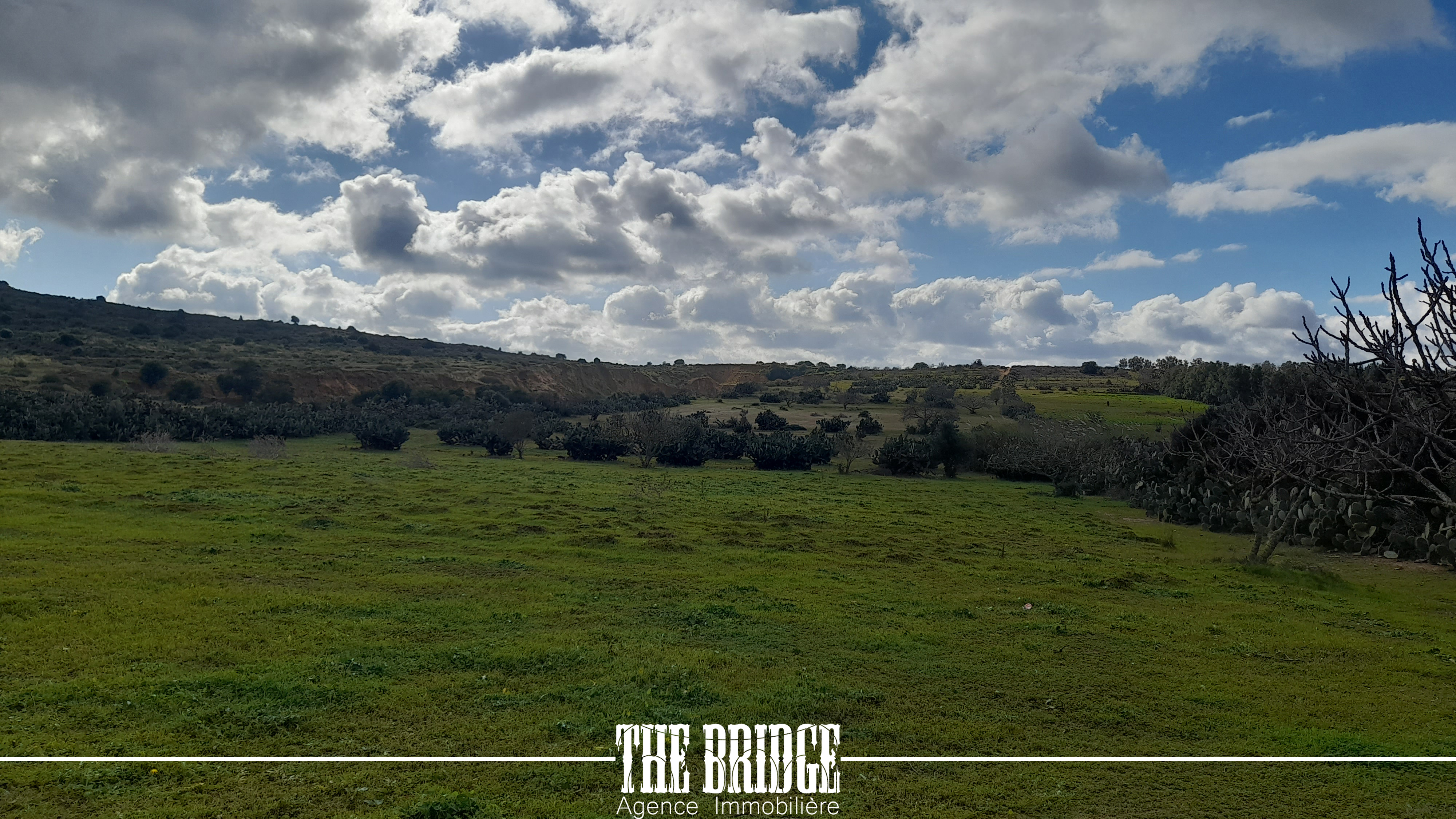 Bou Argoub Bousehem Terrain Terrain agricole 4 hectares  boussham bouargoub